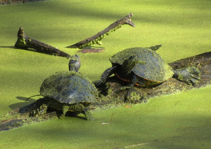 Red-ear Slider-Redbelly Turtle